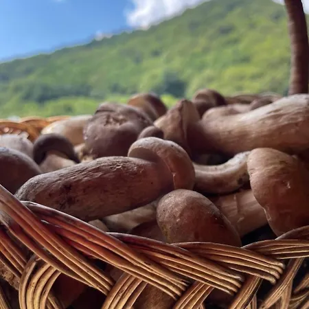 Solnce Karpat Polyana (Transcarpathia)