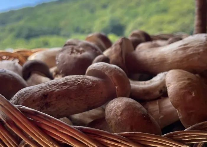 Solnce Karpat Polyana (Transcarpathia)